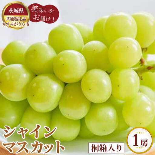 【先行予約】シャインマスカット　桐箱入り1房【茨城県共通返礼品 かすみがうら市】 No.595