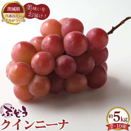 【先行予約】ぶどう　クインニーナ　約5kg（7～10房）【茨城県共通返礼品 かすみがうら市】 No.619