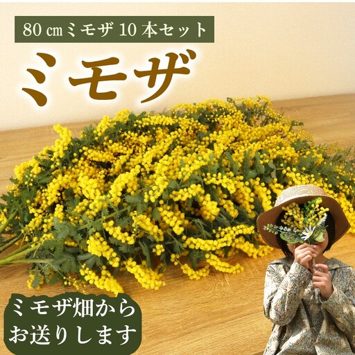 牧之原産 ミモザ切り花 80cm×8本 手作り 緑王園芸 お花 観葉 静岡県 牧之原市 