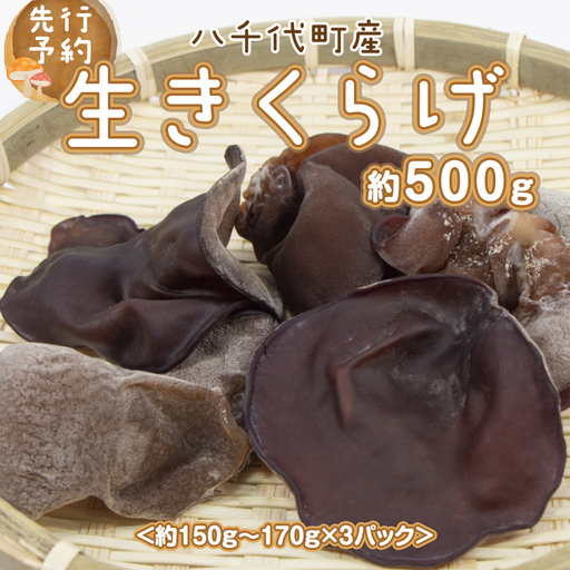 [先行予約 2026年6月以降発送] 生きくらげ 約500g 木耳