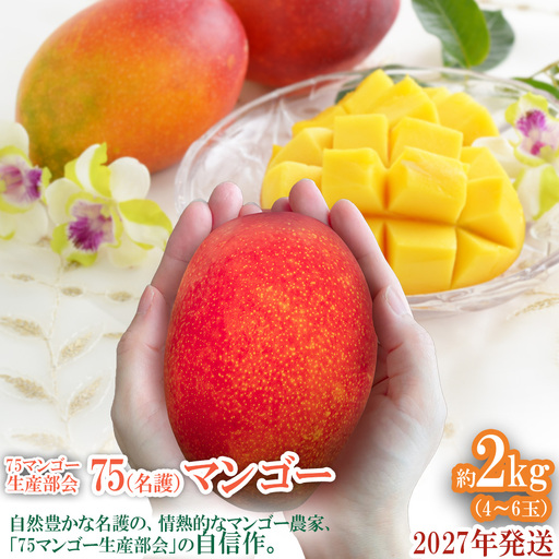 2027年発送【75マンゴー生産部会】 75（名護）マンゴー　約2kg