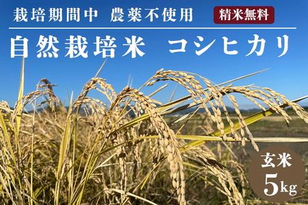 令和7年産 玄米 自然栽培米 亀岡産コシヒカリ 5kg 低温熟成米