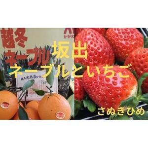 越冬完熟袋掛けネーブル 約5kg（約21個）と大粒いちごさぬきひめ 2パック