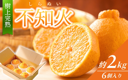 【限定】 不知火 樹上完熟 約2kg （6個入）【2027年2月下旬頃～3月下旬頃発送】 【KG6】【BK006-kgr005】