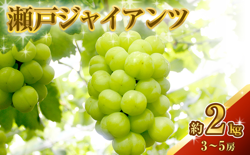 瀬戸ジャイアンツ 約2kg 3〜5房 ぶどう 葡萄 フルーツ 岡山 高梁市産 2026年 先行予約 果物類 果物