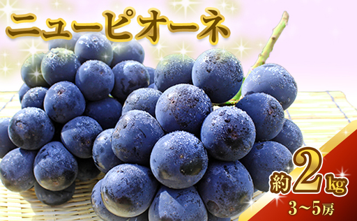 ニュー ピオーネ 約2kg 3〜5房 ぶどう 葡萄 フルーツ 岡山 高梁市産 2026年 先行予約 果物類 果物
