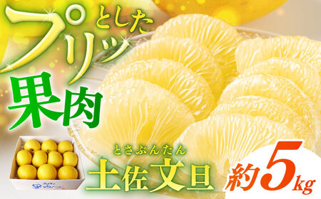 [先行予約] よりすぐりの土佐文旦 約5kg(2Lサイズ 10〜11玉程度)[2027年2月初旬〜2027年4月中旬頃発送] / 文旦 土佐 5kg 2L 10玉 11 大玉 柑橘 果物 フルーツ デザート 季節限定 期間限定 [+武田青果] [ATIT007]