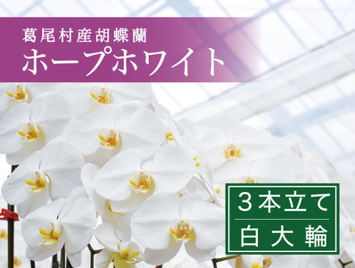 【９月発送分】コチョウラン３本立て【鴻巣花き市場品評会で最高賞受賞】
