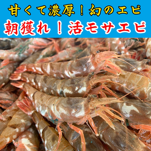 (先行予約)鳥取網代港 ≪幻のエビ≫朝獲れ!活モサエビ約500g[さかなや新鮮組]発送は2027年2月〜[23003]