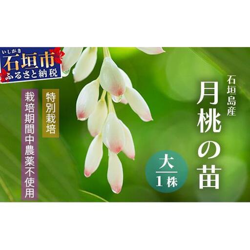 「月桃の苗」大1株　OI-14