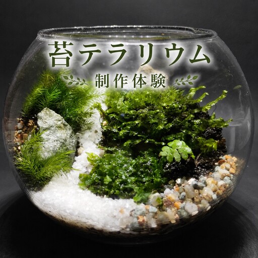 苔テラリウム制作体験(体験チケット)[ワークショップ 初心者 作り方 体験 土 兵庫県 高砂市]