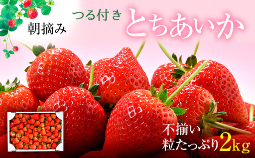 [訳あり]いちご とちあいか不揃い粒 2kg ※2027年5月〜発送
