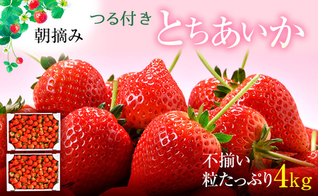 【訳あり】いちご とちあいか不揃い粒 2kg×2箱 計4kg ※2027年5月～発送