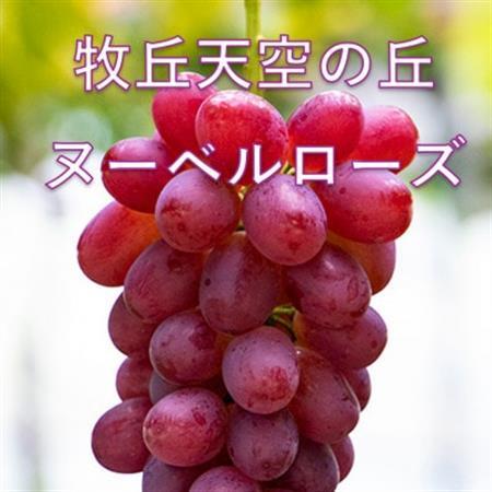 【2026年発送】10月中旬発送「牧丘天空の丘ヌーベルローズ」 約1kg(2～3房)【配送不可地域：離島・沖縄県】【1473359】