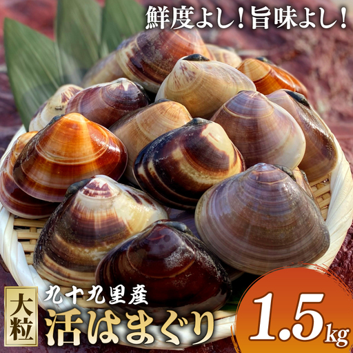 大粒活はまぐり 約1.5kg [ はまぐり ]