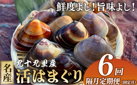 活 はまぐり1.5kg 全6回発送 [ 定期便 奇数月 ] はまぐり 九十九里産