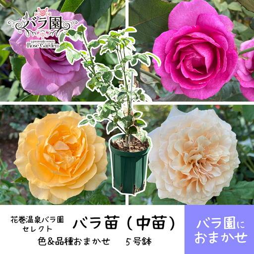[園長セレクト♪]花巻温泉バラ園で育った「バラ中苗」5号サイズ -園長におまかせ-[1856]-[2026年3月より発送]