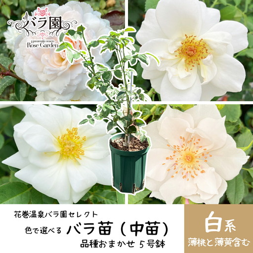 ＜色で選べる♪＞花巻温泉バラ園で育った「バラ中苗」5号サイズ -白-【1859】<2026年3月より発送>