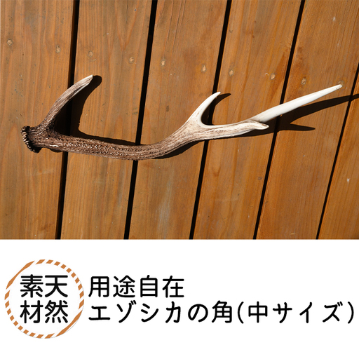 福島町産 エゾシカの角(中サイズ)