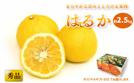 [2027年2月中旬頃から順次発送]はるか [秀品]約2.5kg (M-Lサイズ) ギフトBOX入り | みかん はるか 秀品 贈答箱 愛媛県 松山市 ココオ Koko'o[KK3091]