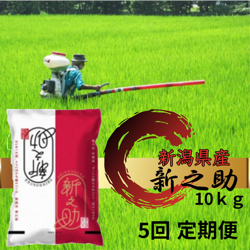 【令和7年産】【5回定期便】 阿賀野市産  新之助 10kg（5kg×2袋） 白米 精米 新潟県 米 こめ コメ 1W04143