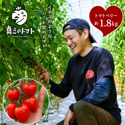ミニトマト トマトベリー 約1.8kg｜坂本農園