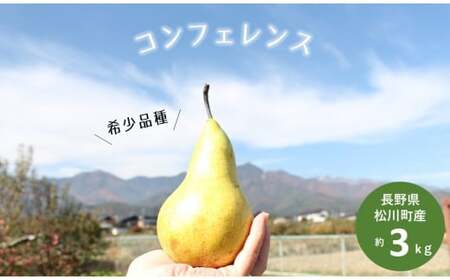 洋梨 コンフェレンス 約3kg 贈答 松川町産/2026年9月下旬頃から配送予定 // 長野県 南信州 松川町 洋梨 コンフェレンス 洋梨世界会議 希少品種 農家直送 贈答 果物 フルーツ