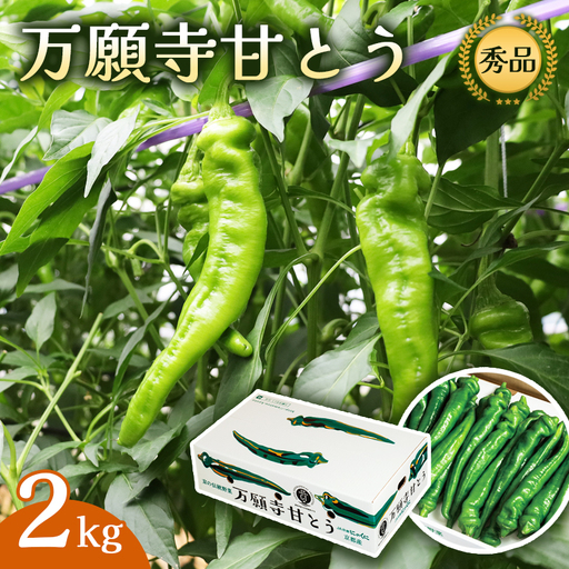 【2026年発送分】万願寺甘とう 化粧箱入 秀品 2kg ： 京野菜 万願寺とうがらし