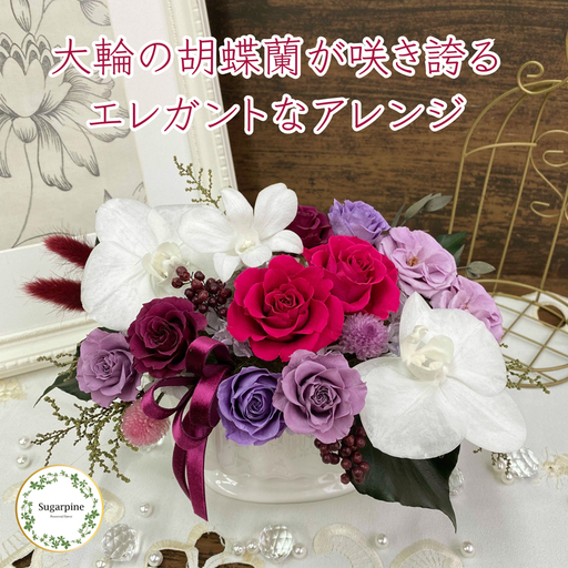 シュガーパイン プリザーブドフラワー(ルクール/ディープルビー)[埼玉県 春日部市 洋蘭 高級ギフト 室内観賞 記念祝い 長期保存] (AJ206-1)