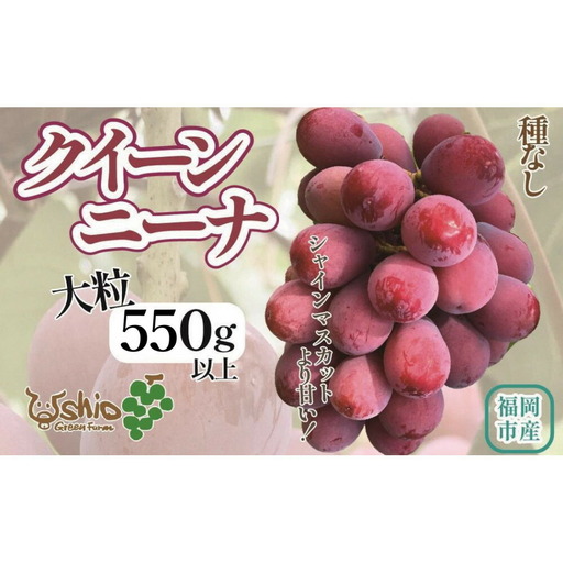 ぶどう 福岡市産クイーンニーナ 550g (1房)【北海道・沖縄・離島発送不可】【2026年7月20日以降順次発送】 | 果物 フルーツ 大粒 ぶどう 葡萄 ブドウ 食べ比べ くだもの 食品 人気 高級 旬 おすすめ 送料無料 期間限定 数量限定 福岡県 福岡市