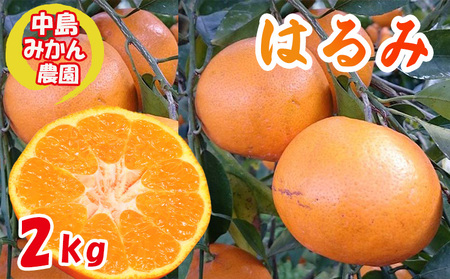 [2027年3月中旬頃から順次発送] はるみ 小玉 2kg 中島みかん農園|先行予約 蜜柑 みかん 小粒 わけあり 訳あり 甘い 柑橘 愛媛 糖度 数量 限定 愛媛 松山[NM0091]