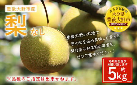 037-1053x2【先行予約】 大分県 豊後大野市産 梨 約5kg 【2026年8月下旬～12月上旬発送予定】