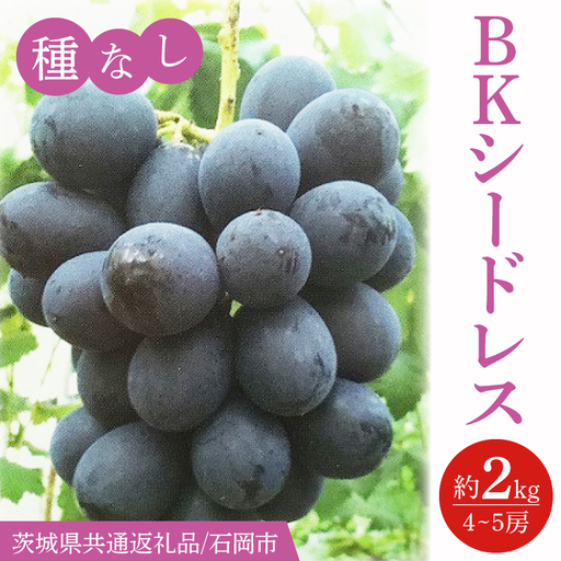 【2026年9月より順次発送】BKシードレス 約2kg（4～5房）【茨城県共通返礼品/石岡市】(IT-19)