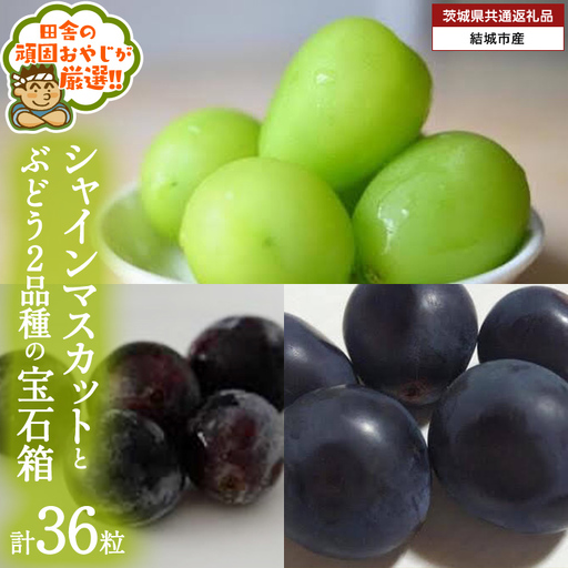 「粒々ぶどう36粒」 シャインマスカット と ぶどう 2品種の宝石箱【2026年8月より発送開始】（茨城県共通返礼品 [ぶどう]：結城市産） ギフト 贈答 フルーツ 果物