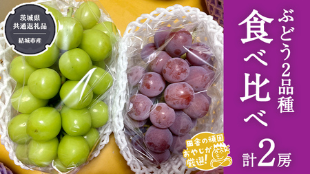 ぶどう 2品種 食べ比べ（各１房ずつ）【2026年8月より発送開始】（茨城県共通返礼品 [ぶどう]：結城市産）  フルーツ 果物