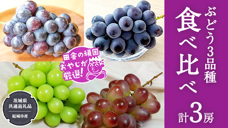 ぶどう 3品種 食べ比べ（各１房ずつ）【2026年8月より発送開始】（茨城県共通返礼品 [ぶどう]：結城市産）