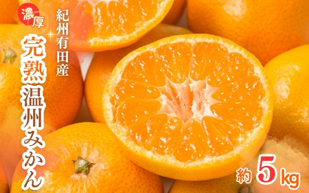 【先行予約】紀州有田産 濃厚完熟 温州みかん 5kg ※2026年11月下旬～2027年1月下旬頃に順次発送予定 / みかん ミカン 蜜柑 温州みかん 柑橘 フルーツ 果物 くだもの 和歌山【uot006A】