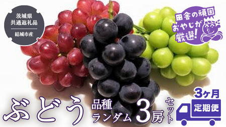 【定期便】ぶどう 品種ランダム3房セット【2026年8月から3か月連続で発送】（茨城県共通返礼品 [ぶどう]：結城市産）
