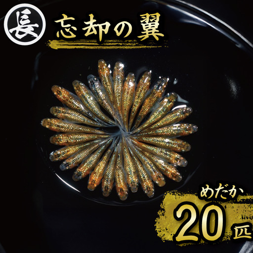 【めだか】 忘却の翼　オス・メス　ランダム20匹   静岡県 牧之原市 丸長