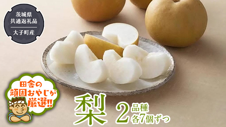 梨 2品種 各7個ずつ【2026年8月より発送開始】（茨城県共通返礼品 [梨]：大子町産）