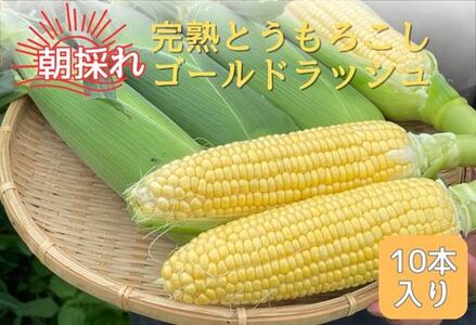 完熟とうもろこし(ゴールドラッシュ)10本＜7月中旬発送＞