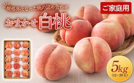 FYN6-593 ≪2026年先行予約≫ご家庭用 山形県産 おまかせ 白桃 約5kg(12〜20玉) 2026年8月上旬から順次発送 夏果実 果実 果物 くだもの フルーツ 桃 もも ピーチ 家庭用 自宅 訳あり 農業者 農家 支援品 産地直送 山形県 西川町 月山