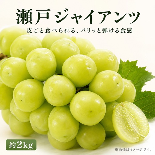 紀州かつらぎ山の瀬戸ジャイアンツ 約2kg ※2027年8月下旬頃〜9月中旬頃に順次発送予定(お届け日指定不可) / ぶどう ジャイアンツ フルーツ 果物 くだもの 【uot793A】