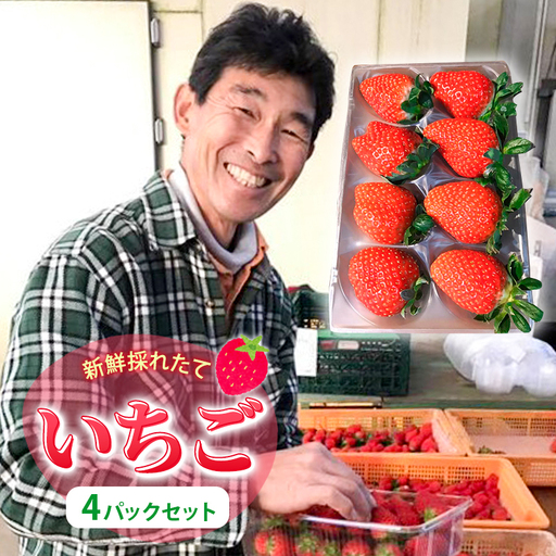 いちご 新鮮 採れたて 果物 いちご[4パック]