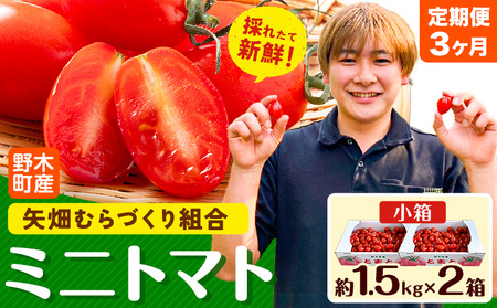 【3ヶ月定期便】ミニトマト1.5kg2箱ミニトマト矢畑