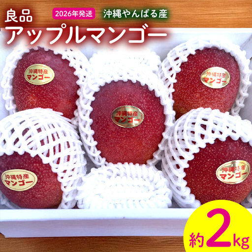 2026年発送【沖縄やんばる産】約2kg 良品アップルマンゴー（Ms mango farm） 南国 南国フルーツ 先行予約 期間限定 沖縄 甘味 糖度 フルーツ 果物 果実 プレゼント ギフト トロピカル 数量限定 予約 おすすめ くだもの 太陽 やんばる 自然