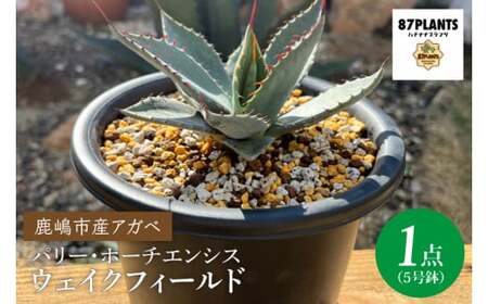 鹿嶋市産アガベ!パリー・ホーチエンシス『ウェイクフィールド』[観葉植物 自然 お庭 インテリア 多肉 アガベ 5号 鉢 ナチュラル 20000円以下](KCP-8)
