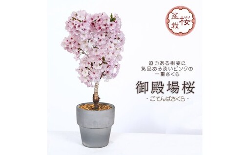 [39-08] 養庄園 御殿場桜盆栽