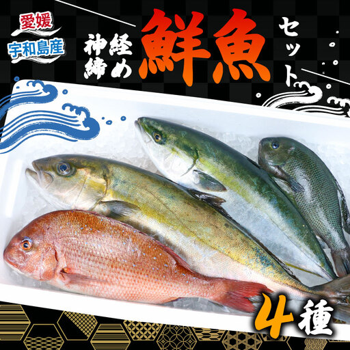 鮮魚 セット 神経締め 宇和海産 4種 こもこもShop （タイ カンパチ ブリヒラ シマアジ カワハギ イシダイ） 鮮魚 D060-186002