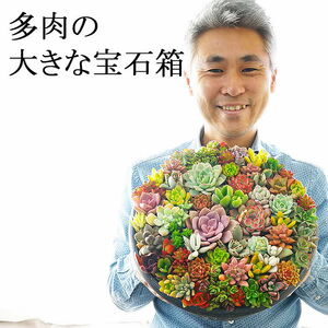 多肉植物の寄せ植え 9号鉢 _FC01